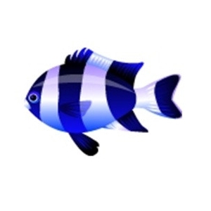 Blue Stripe Damselfish